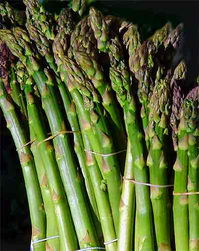 Asperge (Asparagus officinalis)