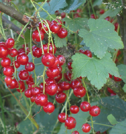 Groseillier (Ribes rubrum)