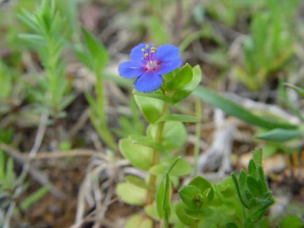 Anagallis (Anagallis)