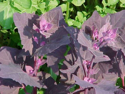 Arroche des jardins (Atriplex hortensis)