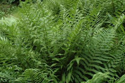 Fougère (Adianthum)