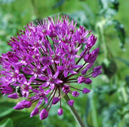 Ail décoratif (Allium)