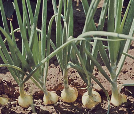 Oignon (Allium cepa)