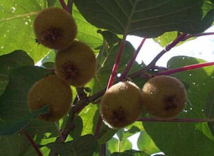 Kiwi (Actinidia chinensis)