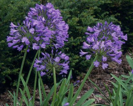 Agapanthe, Tubéreuse bleue (Agapanthus)