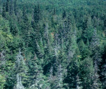 Sapin (Abies)