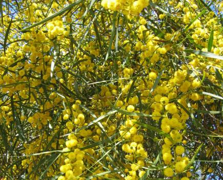 Mimosa (Acacia)