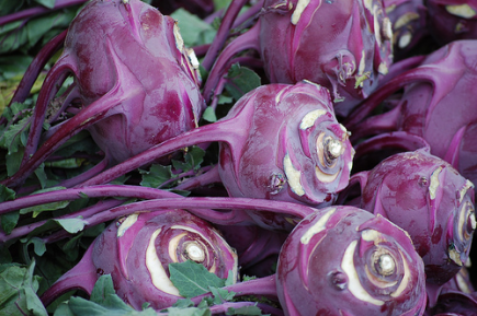 Chou rave (Brassica oleracea var. gongylodes)