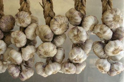 Ail (Allium sativum)