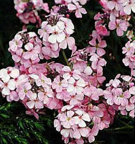 Aethionéma (Aethionema)