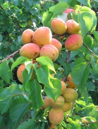Abricotier (Prunus armeniaca)