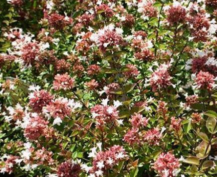 Abelia (Abelia)