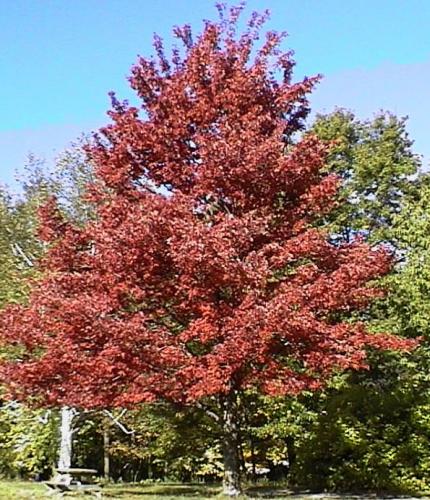 Erable (Acer)
