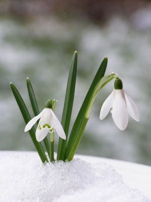 Des fleurs d’extérieur même en hiver