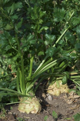Céleri à côtes ou Céleri rave (Apium graveolens)