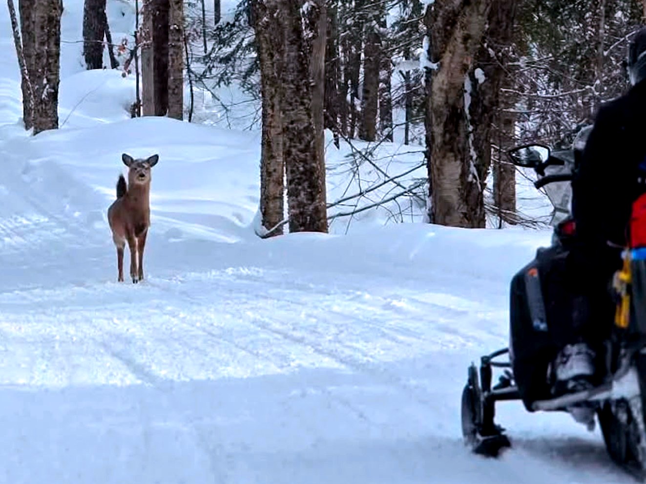 Raid motoneige PremDrive au Canada, rencontre avec un cerf sur une piste enneigée